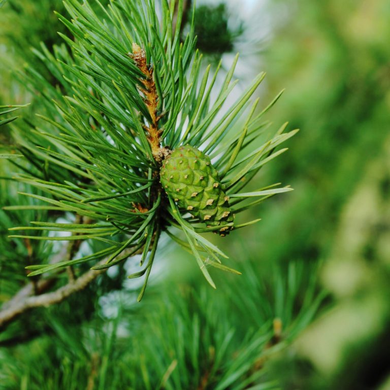 pexels-alina-lomilova-3493131-5218242