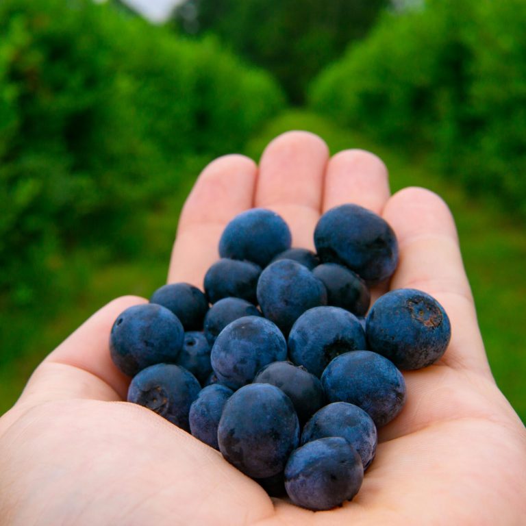 pexels-joshuaworoniecki-8563298